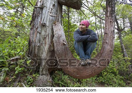 Hiker Rests In The Crook Of A Large Tree Branch On The Wild Pacific Trail; Ucluelet, Vancouver Island, British Columbia, Canada View Large Photo Image Picture - Hiker Rests In The Crook Of A Large Tree Branch On The Wild Pacific Trail; Ucluelet, Vancouver Island, British Columbia, Canada. Fotosearch