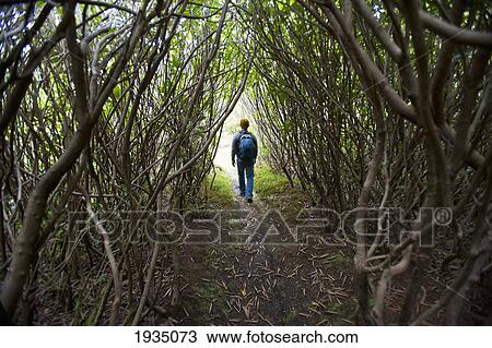 Stock Image - Hiking Through A Thicket Of Trees In Cougar Annie's Garden; Boat Basin, Vancouver Island, British Columbia, Canada. Fotosearch