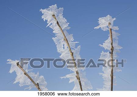 hoar frost on branches; thunder bay ontario canada View Large Photo Image Stock Photograph - hoar frost on branches; thunder bay ontario canada. Fotosearch