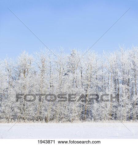 Hoar Frost On The Trees Against A Soft Blue Sky Backdrop; St. Albert Alberta Canada View Large Photo Image Stock Image - Hoar Frost On The Trees Against A Soft Blue Sky Backdrop; St. Albert Alberta Canada. Fotosearch