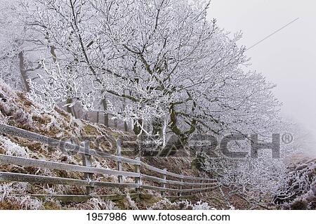 Stock Photograph - hoar frost on the trees and fence at the hole of horcum in the north york moors; horcum yorkshire england. Fotosearch