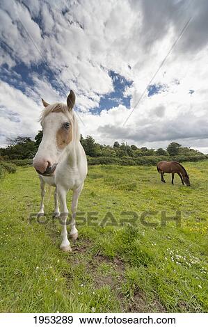 horses grazing in a field; northumberland england View Large Photo Image Stock Photo - horses grazing in a field; northumberland england. Fotosearch