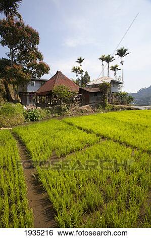 Houses In The Famous Mud-Walled Rice Terraces In The Cordillera Region Near Banaue; North Luzon, Philippines View Large Photo Image Stock Photograph - Houses In The Famous Mud-Walled Rice Terraces In The Cordillera Region Near Banaue; North Luzon, Philippines. Fotosearch
