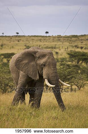 Stock Photograph - huge bull elephant in the masai mara game reserve; masai mara kenya. Fotosearch