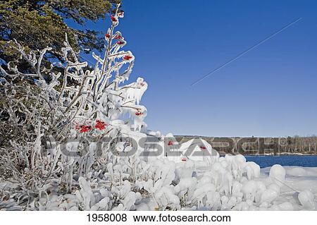 ice on the trees with red berries; thunder bay ontario canada View Large Photo Image Stock Photo - ice on the trees with red berries; thunder bay ontario canada. Fotosearch
