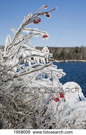 ice on the trees with red berries; thunder bay ontario canada View Large Photo Image Stock Photo - ice on the trees with red berries; thunder bay ontario canada. Fotosearch