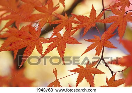 Japanese Maple Leaves In Autumn; Hakone Honshu Japan View Large Photo Image Stock Photo - Japanese Maple Leaves In Autumn; Hakone Honshu Japan. Fotosearch