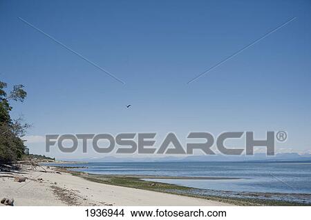 Picture - Kin Beach Provincial Park; British Columbia Canada. Fotosearch