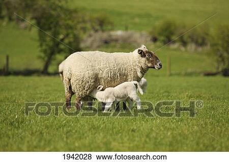 Lamb Nursing From Mother Sheep; Dublin County Dublin Ireland View Large Photo Image Stock Photo - Lamb Nursing From Mother Sheep; Dublin County Dublin Ireland. Fotosearch