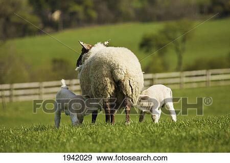 Stock Photo - Lambs Nursing From Mother Sheep; Dublin County Dublin Ireland. Fotosearch