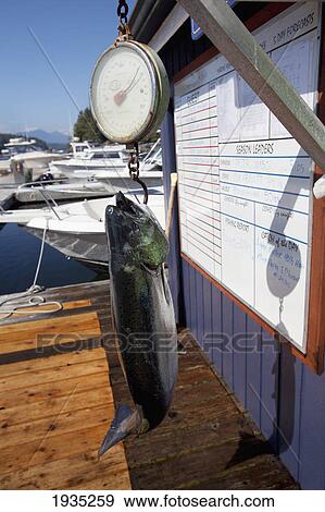 Large Fish Being Weighed On Dock At Weigh West Marine Resort; Tofino, Vancouver Island, British Columbia, Canada View Large Photo Image Stock Photo - Large Fish Being Weighed On Dock At Weigh West Marine Resort; Tofino, Vancouver Island, British Columbia, Canada. Fotosearch