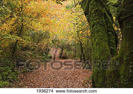 Leaves Covering A Path Through The Forest In Autumn Near Glengarriff; County Cork Ireland View Large Photo Image Picture - Leaves Covering A Path Through The Forest In Autumn Near Glengarriff; County Cork Ireland. Fotosearch
