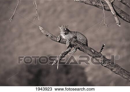Leopard (Panthera Pardus) In A Tree; Samburu Kenya View Large Photo Image Stock Image - Leopard (Panthera Pardus) In A Tree; Samburu Kenya. Fotosearch