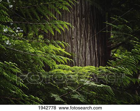 Stock Photo - Light Falling On Branches Of A Cedar Forest In Glacier National Park; Montana Usa. Fotosearch