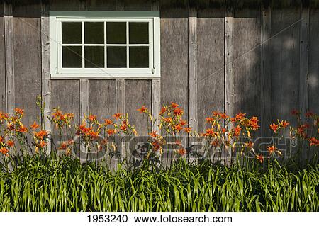 Stock Image - lilies growing along an old wooden shed; west bolton quebec canada. Fotosearch
