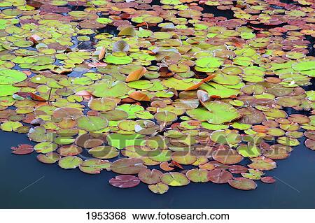lily pads at mingus park; coos bay oregon united states of america View Large Photo Image Stock Photo - lily pads at mingus park; coos bay oregon united states of america. Fotosearch