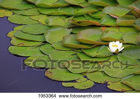 Picture - lily pond at mingus park; coos bay oregon united states of america. Fotosearch