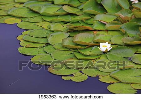 Stock Image - lily pond at mingus park; coos bay oregon united states of america. Fotosearch