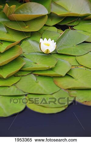 Stock Photography - lily pond at mingus park; coos bay oregon united states of america. Fotosearch