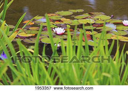 lily pond at shore acres state park in coos bay; oregon united states of america View Large Photo Image Stock Photo - lily pond at shore acres state park in coos bay; oregon united states of america. Fotosearch