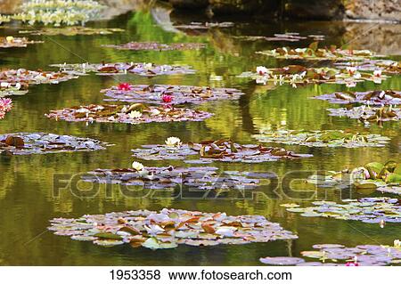 lily pond at shore acres state park; coos bay oregon united states of america View Large Photo Image Stock Photo - lily pond at shore acres state park; coos bay oregon united states of america. Fotosearch