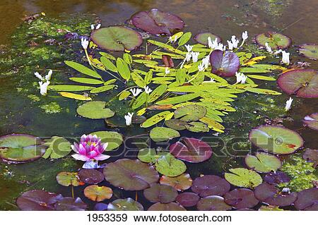 lily pond at shore acres state park; coos bay oregon united states of america View Large Photo Image Stock Photo - lily pond at shore acres state park; coos bay oregon united states of america. Fotosearch