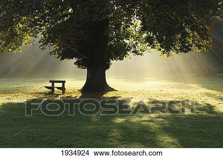 Lone Tree In Mist And Sunlight; Cahir, County Tipperary, Ireland View Large Photo Image Picture - Lone Tree In Mist And Sunlight; Cahir, County Tipperary, Ireland. Fotosearch