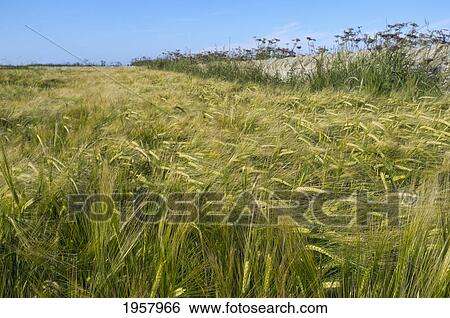 Stock Photograph - long grass blowing in the wind; northumberland england. Fotosearch