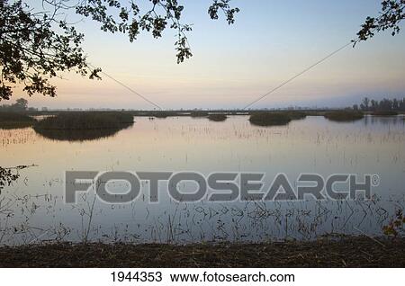 looking out a tule on the water; colusa california united states of america View Large Photo Image Stock Image - looking out a tule on the water; colusa california united states of america. Fotosearch