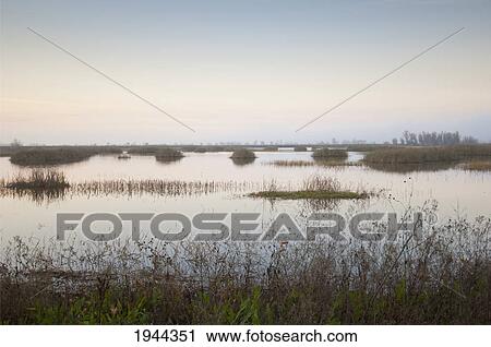looking out at tule on the water; colusa california united states of america View Large Photo Image Stock Image - looking out at tule on the water; colusa california united states of america. Fotosearch