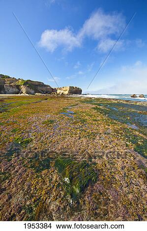Picture - low tide and rock formations at otter rock beach; oregon united states of america. Fotosearch