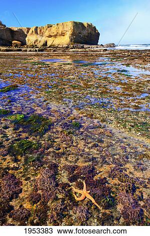 Stock Image - low tide and rock formations at otter rock beach; oregon united states of america. Fotosearch