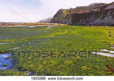 low tide and rock formations at otter rock beach; oregon united states of america View Large Photo Image Stock Photograph - low tide and rock formations at otter rock beach; oregon united states of america. Fotosearch