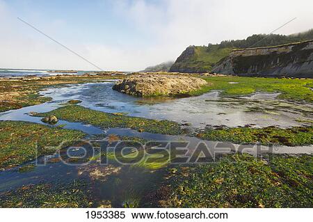 Stock Photography - low tide and rock formations at otter rock beach; oregon united states of america. Fotosearch