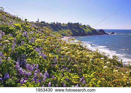Stock Image - lupine wildflowers and rock formations at cape blanco; oregon united states of america. Fotosearch