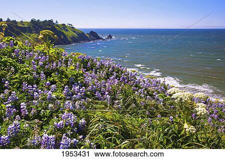 lupine wildflowers and rock formations at cape blanco; oregon united states of america View Large Photo Image Stock Image - lupine wildflowers and rock formations at cape blanco; oregon united states of america. Fotosearch
