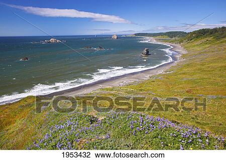 Stock Image - lupine wildflowers and rock formations at cape blanco; oregon united states of america. Fotosearch