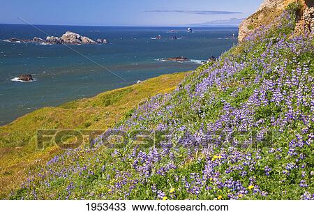 lupine wildflowers and rock formations at cape blanco; oregon united states of america View Large Photo Image Stock Image - lupine wildflowers and rock formations at cape blanco; oregon united states of america. Fotosearch