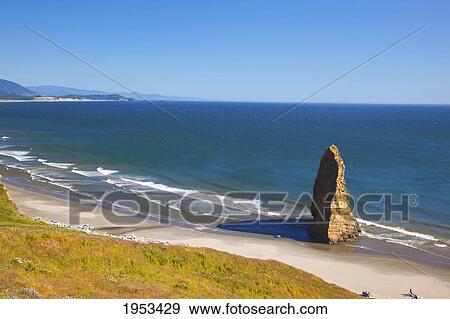 lupine wildflowers and rock formations at cape blanco; oregon united states of america View Large Photo Image Stock Photo - lupine wildflowers and rock formations at cape blanco; oregon united states of america. Fotosearch