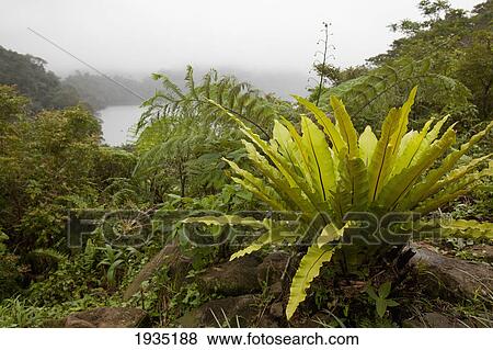 Stock Photo - Lush Foliage Surround Water At Twin Lakes National Park; s, Philippines. Fotosearch
