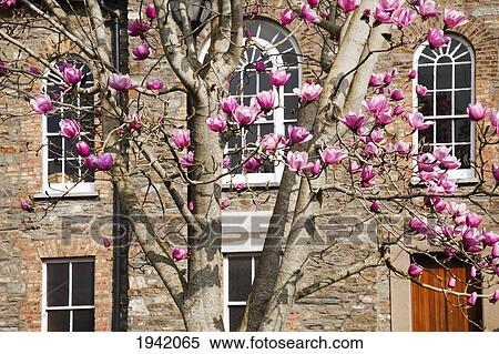 Stock Photography - Magnolia Tree In Front Of A Building; Kinsale County Cork Ireland. Fotosearch