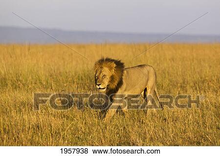 Stock Photo - male lion walking through the grass; masai mara kenya. Fotosearch