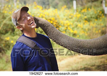 Stock Photo - Male Tourist Being Kissed By Elephant; Chiang Mai Thailand. Fotosearch