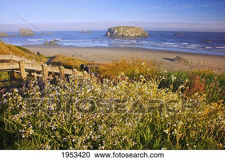 Stock Image - morning light adds beauty to wildflowers and rock formations at bandon state park; bandon oregon united states of america. Fotosearch