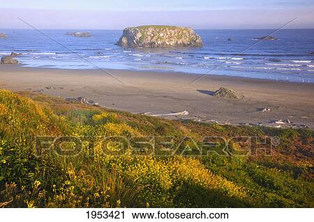 Stock Image - morning light adds beauty to wildflowers and rock formations at bandon state park; bandon oregon united states of america. Fotosearch
