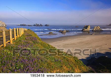 morning light adds beauty to wildflowers and rock formations at bandon state park; bandon oregon united states of america View Large Photo Image Stock Photo - morning light adds beauty to wildflowers and rock formations at bandon state park; bandon oregon united states of america. Fotosearch