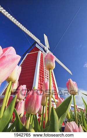 Morning Light Over A Tulip Field And A Windmill At Wooden Shoe Tulip Farm; Woodburn Oregon United States Of America View Large Photo Image Stock Photography - Morning Light Over A Tulip Field And A Windmill At Wooden Shoe Tulip Farm; Woodburn Oregon United States Of America. Fotosearch