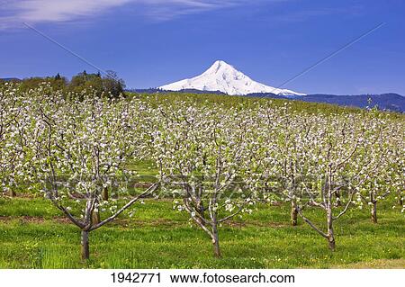 Mount Hood And Spring Blossoms In A Fruit Orchard In Hood River Valley; Oregon United States Of America View Large Photo Image Stock Image - Mount Hood And Spring Blossoms In A Fruit Orchard In Hood River Valley; Oregon United States Of America. Fotosearch
