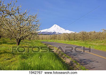 Stock Photo - Mount Hood And Spring Blossoms In A Fruit Orchard In Hood River Valley; Oregon United States Of America. Fotosearch