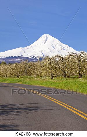 Stock Photo - Mount Hood And Spring Blossoms In A Fruit Orchard In Hood River Valley; Oregon United States Of America. Fotosearch